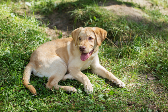 Purebred clearance golden labrador